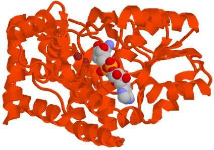 0 gsartor 2001-2019 Metabolismo dei grassi - 33-33 Glicerolo ATP ADP La