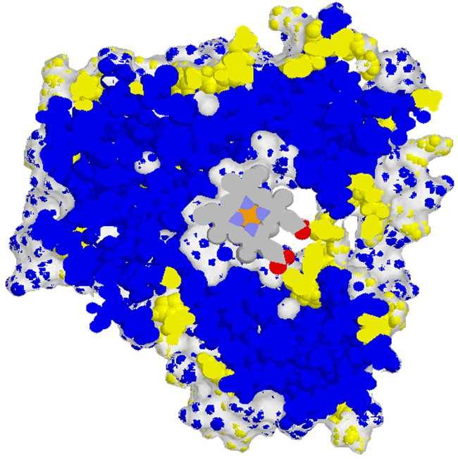 ω-ossidazione Nel reticolo endoplasmatico può avvenire la ω-ossidazione.