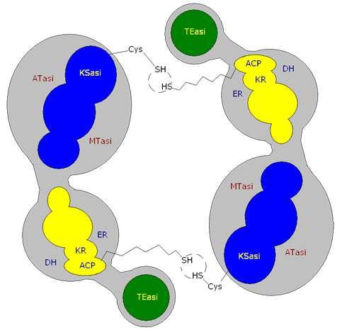 Subunità α Enzima di Condensazione (Chetoacil-ACP-sintasi) B-chetoacil ACP-reduttasi Acetiltransferasi Maloniltransferasi β-idrossialcil deidratasi Enoilreduttasi Subunità β B12 - v. 2.