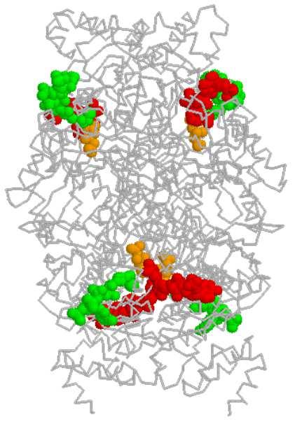 citoplasma. È anch essa regolata dal sistema protein chinasi. B12 - v. 2.0 gsartor 2001-2019 Metabolismo dei grassi - 137-137  citoplasma.