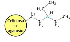 Cromatografia a SCAMBIO ANIONICO DEBOLE: ad esempio DEAEcellulosa Resina = Dietil aminoetilcellulosa: In quali condizioni la Fase stazionaria ha carica? pka = 9.0 per ph = pka = ph 9.