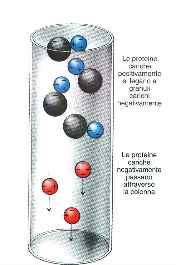 FASE MOBILE = soluzione tampone a bassa forza ionica con un ph < pi della maggior parte delle proteine (se conosco i loro pi) presenti in miscela nel campione, altrimenti uso un ph di compromesso