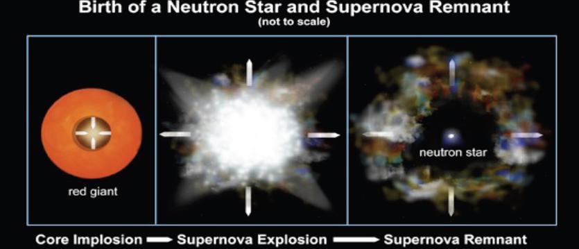 «Resti» di Supernovae Le supernovae di tipo II lasciano come residuo una stella di neutroni o un buco nero (nucleo della stella).