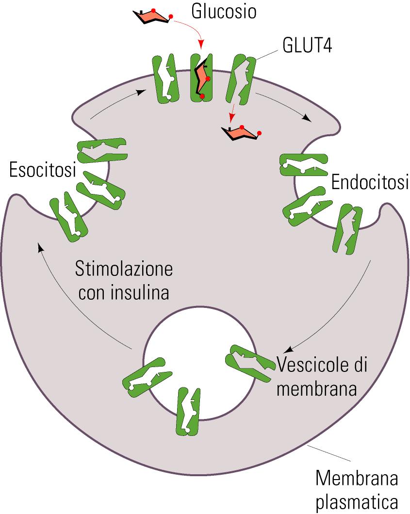 L insulina attiva il TRASPORTATORE PER IL GLUCOSIO GLUT4