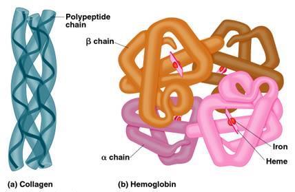 La funzione delle proteine è strettamente correlata alla loro struttura tridimensionale Risolvere (cioé scoprire) la struttura