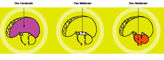 Il livello neurobiologico: il sistema