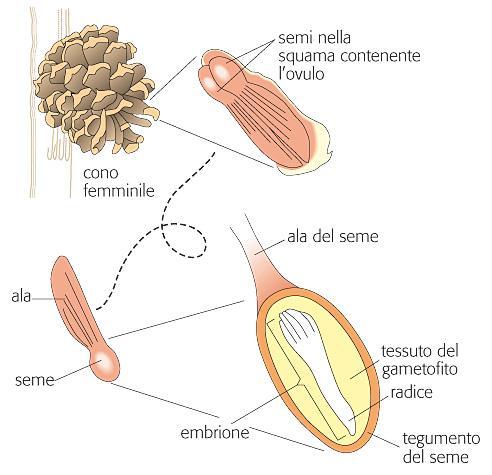 Il seme delle gimnosperme Il seme è costituito da 3 diversi tipi di cellule: l embrione, il nuovo sporofito (diploide) le cellule del gametofito