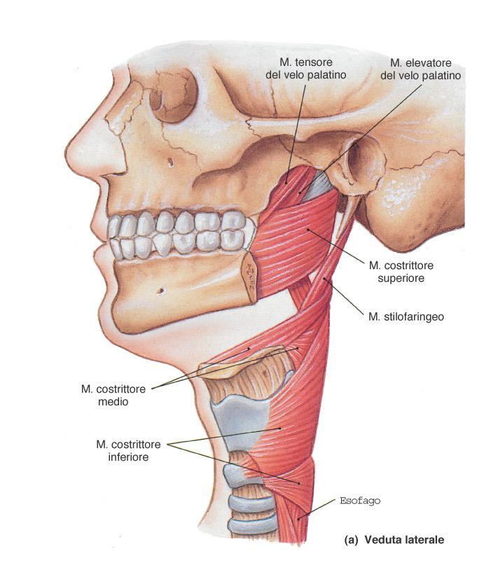 Muscoli della faringe: Martini, origine Timmons su ossa Anatomia e cartilagini Umana di Capitolo cranio 6 e collo Muscoli