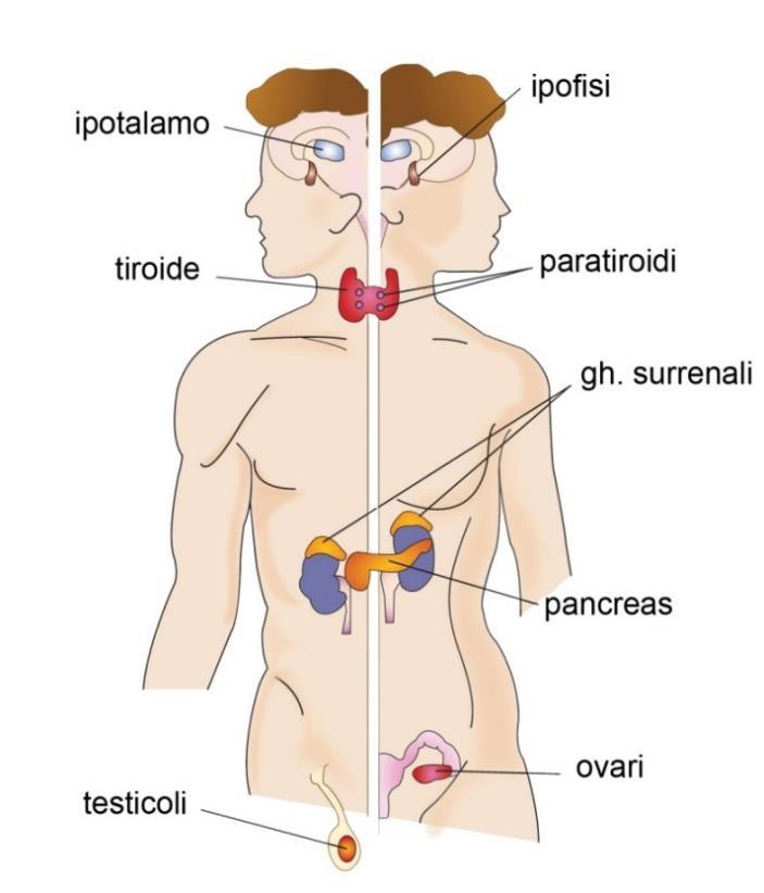 Apparato È costituito da organi e tessuti, collegati anatomicamente tra