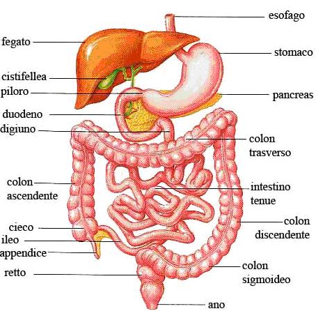 l apparato digerente, l apparato respiratorio o l apparato escretore.