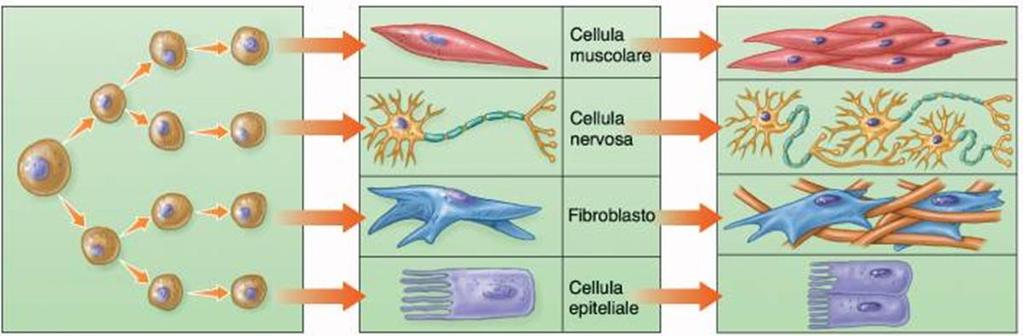 La derivazione dei tessuti Il corpo umano deriva dallo sviluppo di una sola cellula diploide (2n), detta