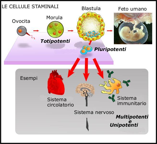 TOTIPOTENTI LE CELLULE STAMINALI PLURIPOTENTI Possono generare tutte le cellule di un individuo completo, compresi i tessuti extraembrionali (placenta e sacco amniotico). Es.