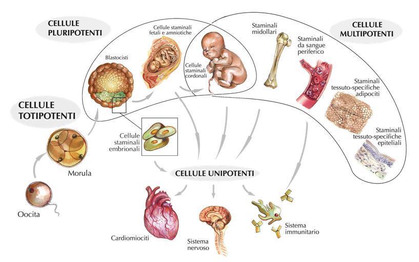 MULTIPOTENTI LE CELLULE STAMINALI UNIPOTENTI Dette cellule progenitrici possono differenziarsi in numerosi ma limitati tipi cellulari Esempio: le cellule
