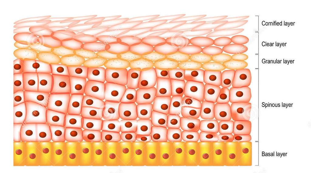 Le caratteristiche dei tessuti epiteliali cellule contigue organizzate in strati singoli e multipli spazio intercellulare ridotto, con sostanza intercellulare scarsa o assente giunzioni cellulari che