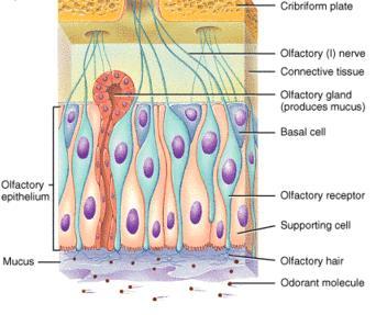 Neuroepiteli non sono veri epiteli sono costituiti da neuroni ricordano nel complesso un epitelio