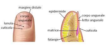 Epitelio particolarmente differenziato Comprende formazioni di