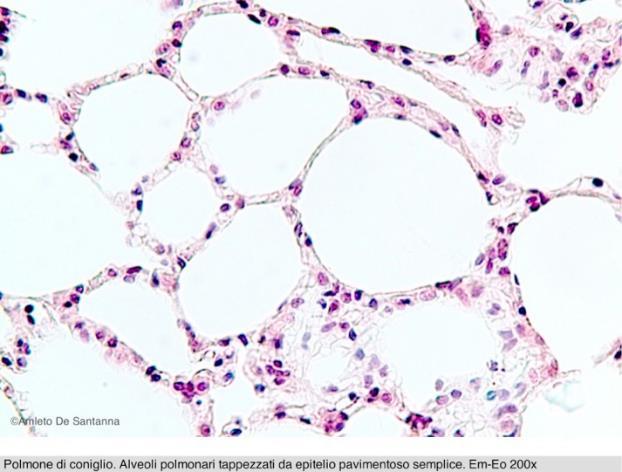 alveoli polmonari - endotelio dei vasi sanguigni -