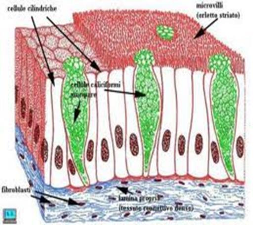 Epitelio cilindrico semplice non ciliato Aspetto: unico strato di cellule colonnari con nucleo ovale