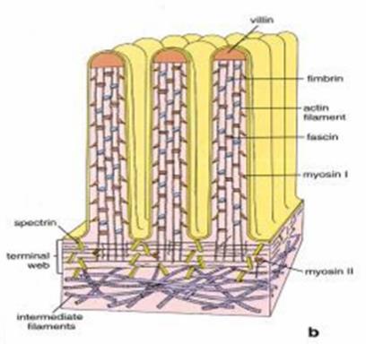 ciliato Microvilli: estroflessioni digitiformi delle membrana apicale, servono ad aumentare la