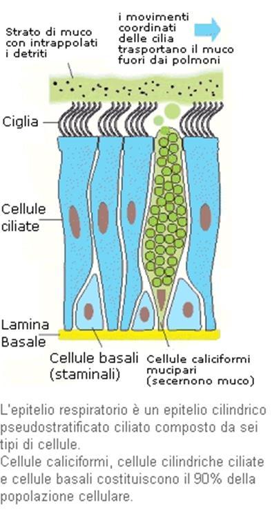 Funzione: secrezione e spostamento del muco per movimento ciliare