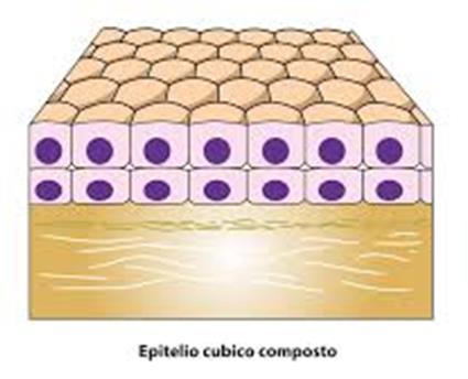 di cellule in cui quelle dello strato apicale sono cubiche Funzione: