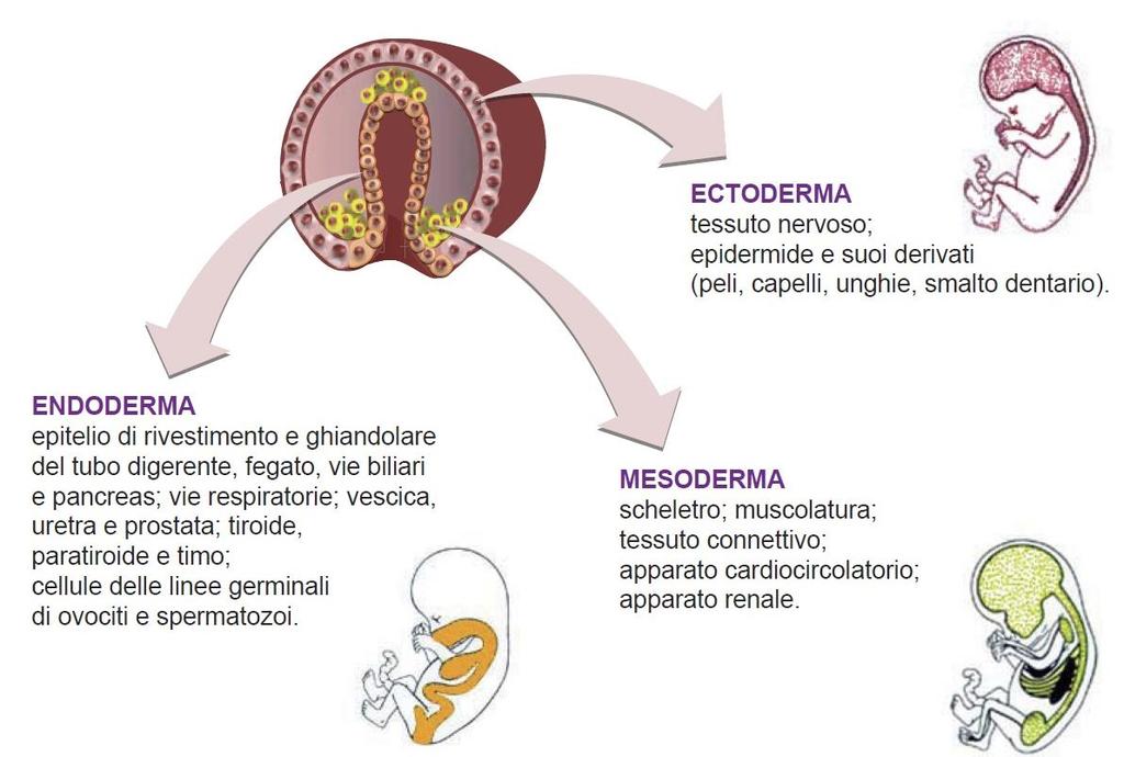 Origine embrionale dei tessuti Nel corso dello sviluppo embrionale, dopo la 2^ settimana, le cellule formano una struttura detta gastrula con tre