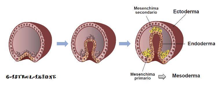 I tessuti epiteliali adulti derivano da tutti e tre i foglietti embrionali: Ectoderma: epidermide, mucose, alcune ghiandole Endoderma: epitelio