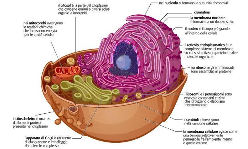 Cellula È l unità morfologica e funzionale di tutti gli organismi viventi Il corpo umano comprende circa 200