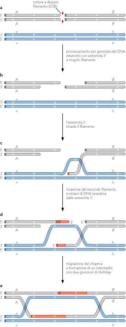 DBS = doublestranded breaks Formazione di un