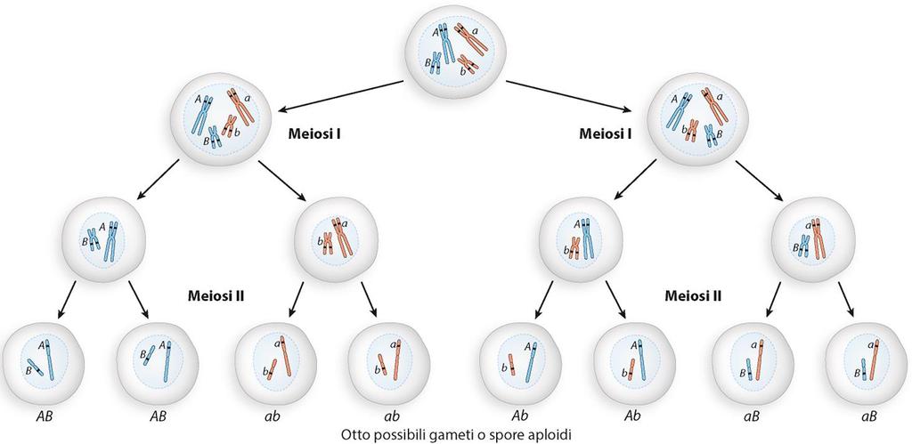 La diversità genetica può essere dovuto anche all assortimento indipendente dei cromosomi durante la meiosi.