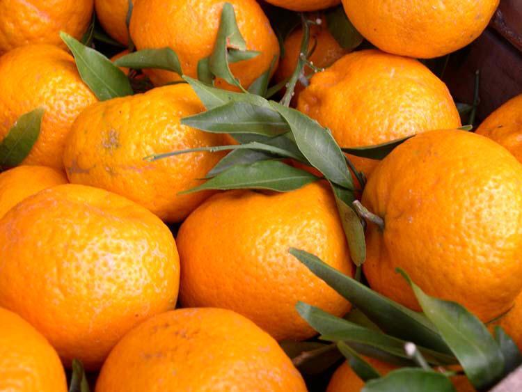 I mandaranci derivano dall incrocio del mandarino con l arancio.