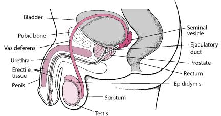 Incontinenza urinaria - Prostata infiammata (prostatite) -