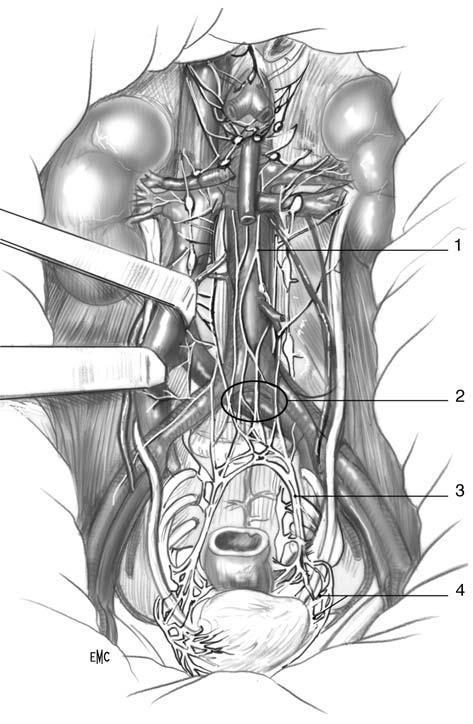 Innervazione 1.