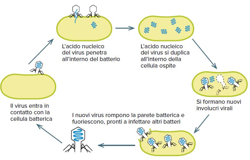 Riproduzione dei virus I virus, una volta all interno della cellula infettata, la obbligano a costruire tutte le