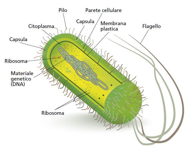 Batteri I batteri sono microrganismi unicellulari che presentano una dimensione dell ordine dei micron (in genere 0,5-20 μm),