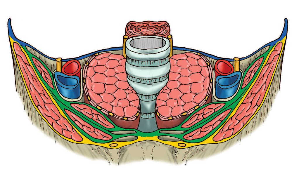 14 OSTEOPATIA VISCERALE Il sistema pneumofonatorio e cardiovascolare Figura 1.6. Sezione sagittale del rachide cervicale e del sistema fasciale (da R. Dionigi, Chirurgia.