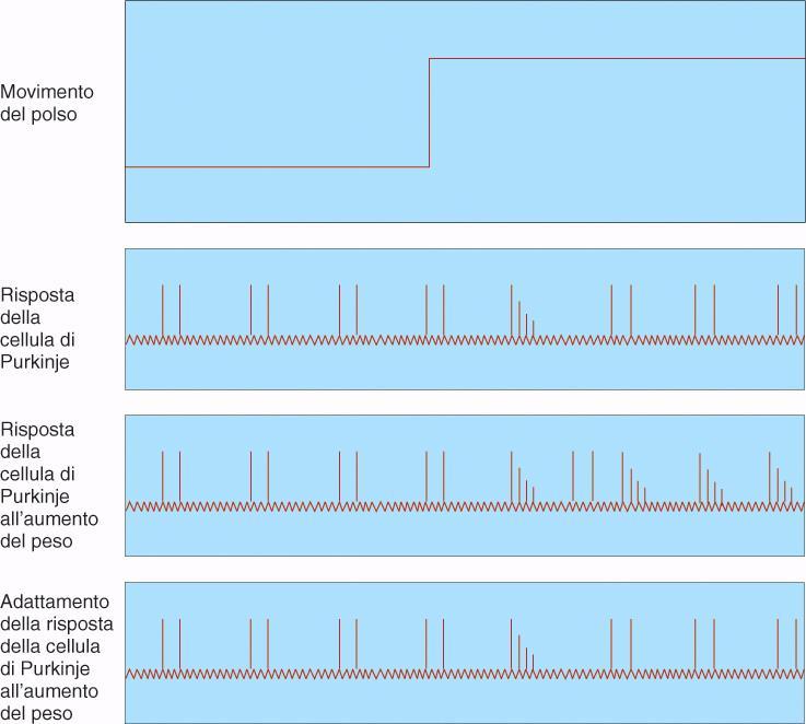 CELLULE DEL PURKINJE E ADATTAMENTO All aggiunta del peso, le c.