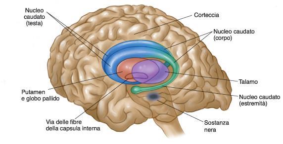 I GANGLI DELLA BASE Nucleo Caudato, putamen: