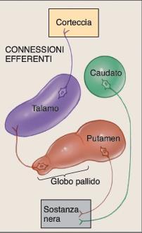 I GANGLI DELLA BASE Le connessioni efferenti Attraverso il talamo alla corteccia prefrontale e premotoria Alla sostanza nera