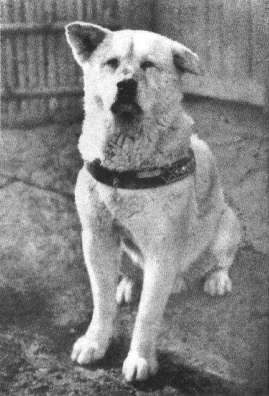 andata via per un po' di anni, torna e si reca sulla tomba del marito per rendergli omaggio e, ritornando alla stazione incontra il cane che aspetta: capisce che il rapporto tra i due amici era