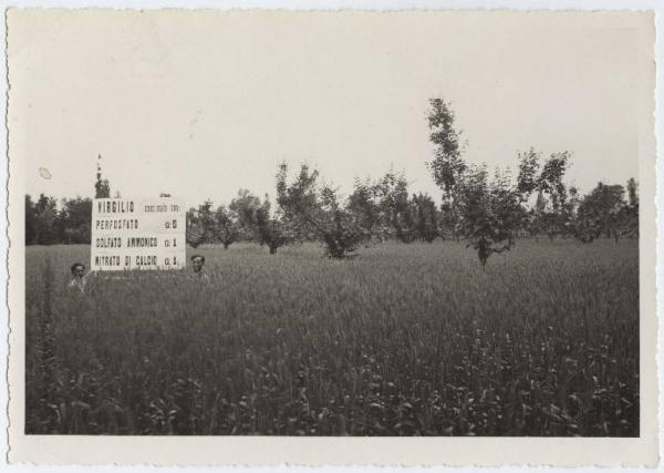 Campo dimostrativo - Grano Virgilio - Cartello Anonimo Link risorsa: http://www.lombardiabeniculturali.