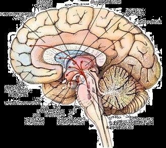 Localizzazione cerebrale dei Neuroni Specchio Aree corticali premotorie e parietali posteriori del cervello sono attivate sia durante l esecuzione sia durante l osservazione di movimenti