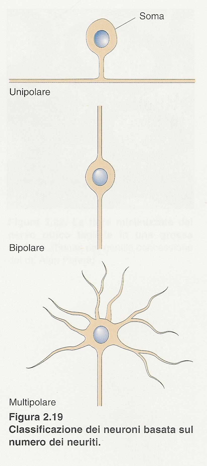 Il livello neurobiologico: neuroni Sono
