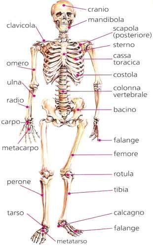 - articolazioni semimobili: consentono una mobilità limitata, come quelle tra le vertebre della colonna vertebrale; - articolazioni mobili: sono le più numerose, consentono movimenti ampi, come ad