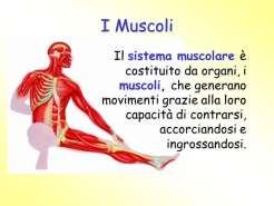 Il sistema muscolare Il sistema muscolare determina il movimento dello scheletro attraverso i tendini, robuste strutture di tessuto connettivo che collegano i muscoli alle