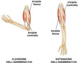 movimento. l azione contraria.