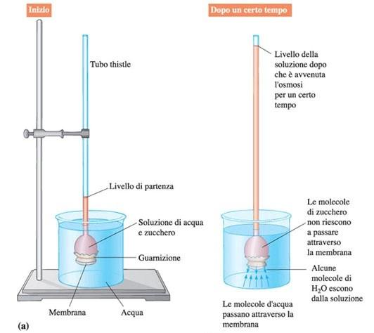 La Pressione osmotica Proprietà colligative Effetto del soluto sulle proprietà