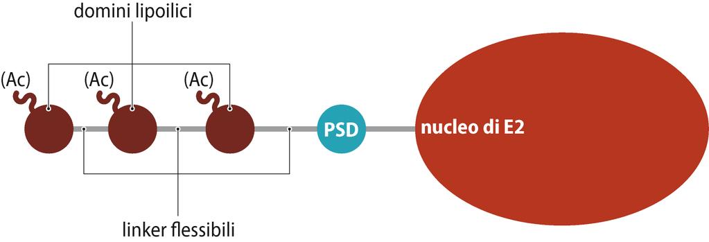 Ciascuno porta un braccio di lipoammide che può caricare un gruppo acetilico Dominio della subunità