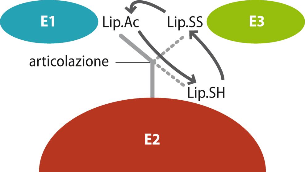 prodotti da una reazione all altra, il processo è più efficiente e non si verifica perdita di