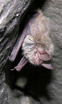 PICCOLI MYOTIS 8 specie di piccole dimensioni: Avambraccio <